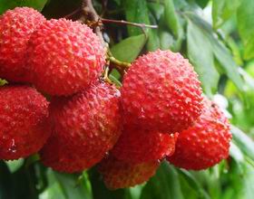 Guangxi flavour litchi