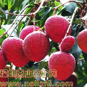 Huai branch litchi