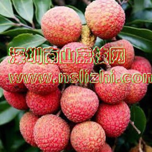 Black leaf litchi