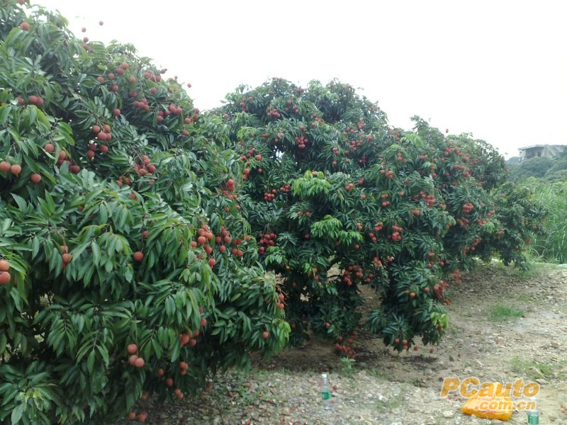 最新荔枝品种“紫荔”（深圳暂无）