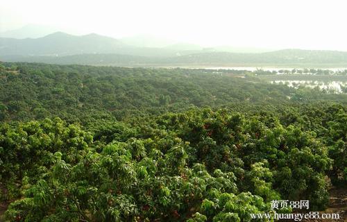 南山荔枝