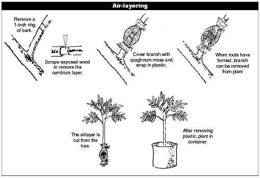 南山荔枝