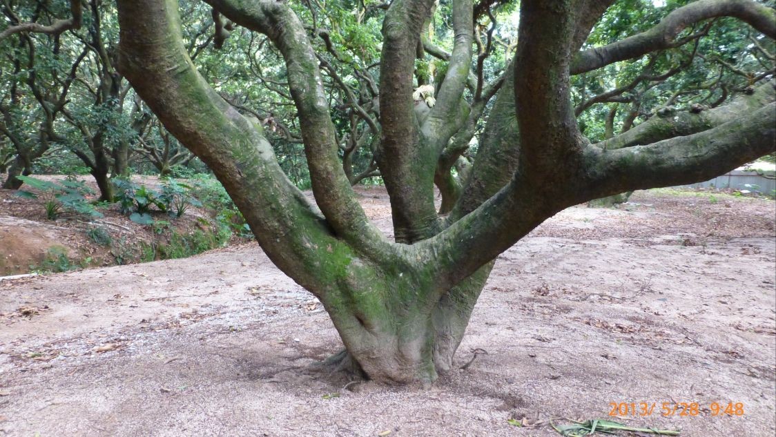 南山荔枝古树